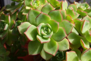 Tipo de cactus: Echeveria