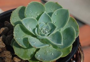 Tipo de cactus: Echeveria