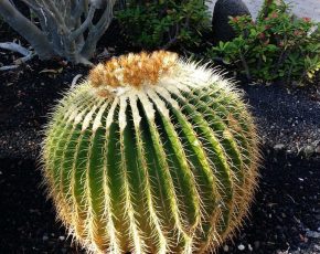 Tipo de cactus: Echinocactus grusonii