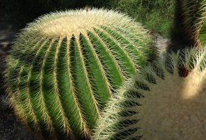 Tipo de cactus: Echinocactus grusonii