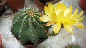 Tipo de cactus: Echinocereus