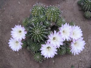 Tipo de cactus: Echinopsis oxygona