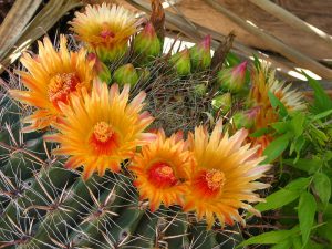 Tipo de cactus: Ferocactus wislizeni