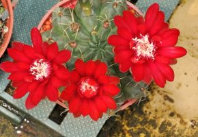 Tipo de cactus: Gymnocalycium baldianum