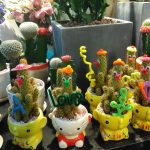 The cactus and succulents