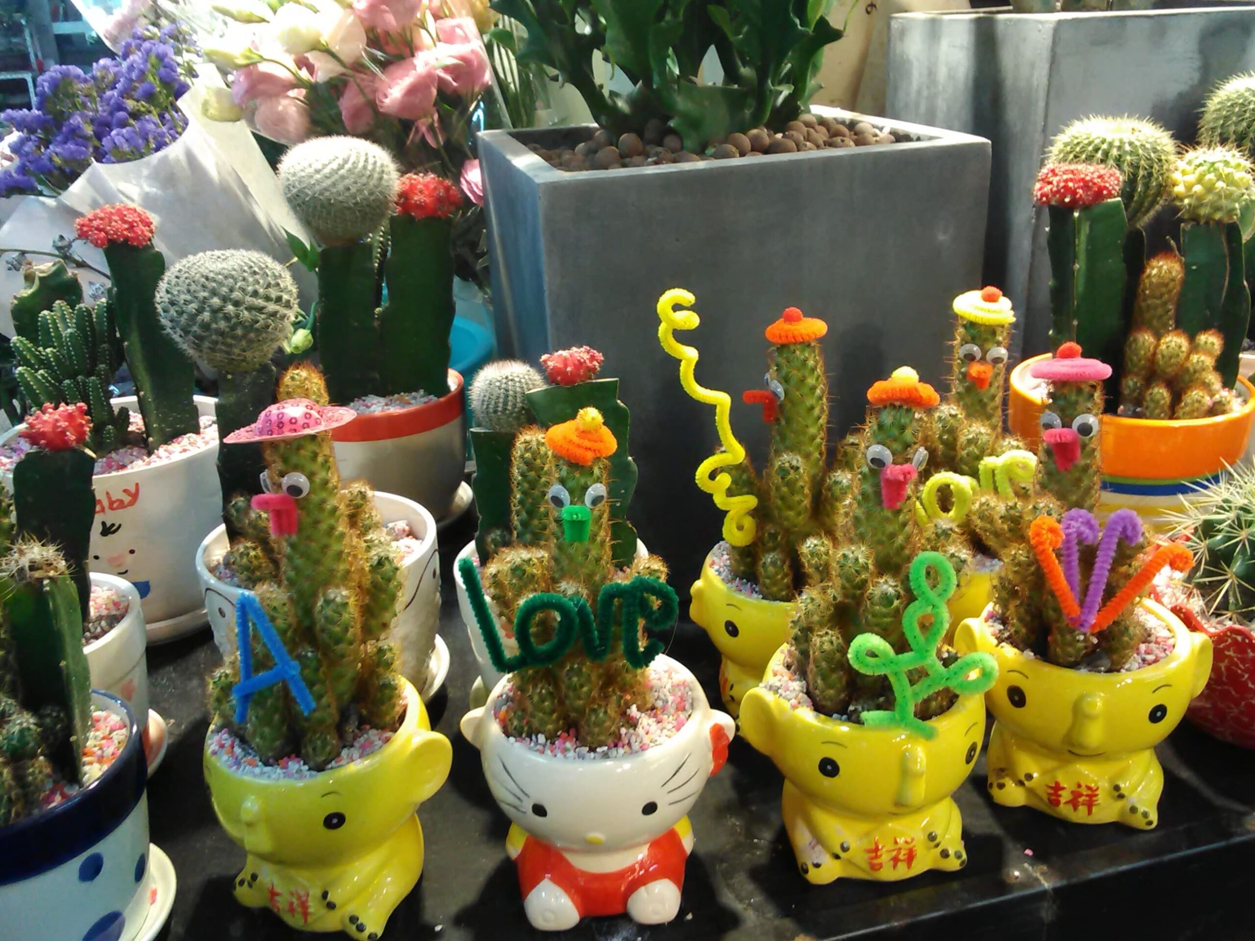 The cactus and succulents