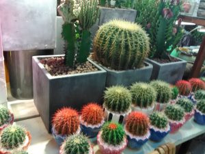 Tipos de cactus