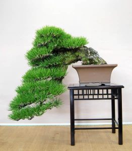 bonsai Kengai