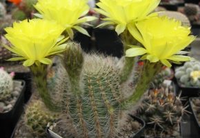 Tipo de cactus: Lobivia aurea