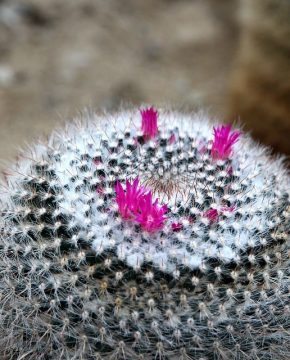 Tipo de cactus: Mammillaria