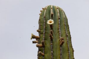 Pachycereus pringlei