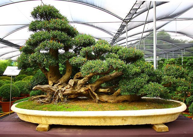 Bonsai Ikadabuki