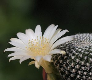 Tipo de cactus: Rebutia krainziana