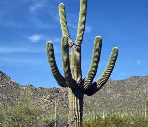 Tipo de cactus: Saguaro