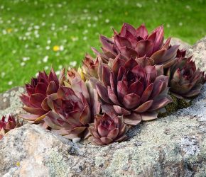 Tipo de cactus: Sempervivum