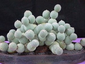 Tipo de cactus: Tephrocactus geometricus