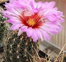 Tipo de cactus: Thelocactus bicolor