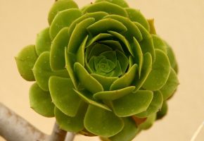 Tipo de cactus: Aeonium