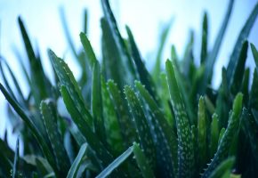 Tipo de cactus: Aloe