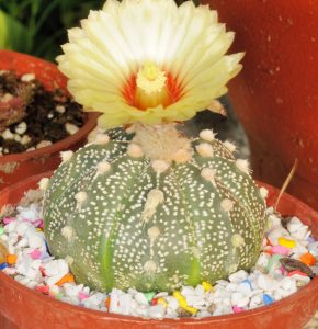 Tipo de cactus: Astrophytum asterias