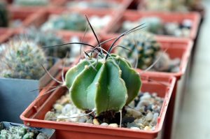 Tipo de cactus: Astrophytum