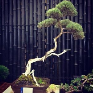 bonsai Bunjin
