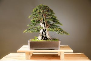 bonsai Chokkan