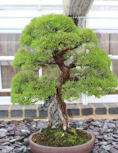 bonsai Moyogi