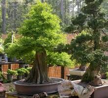 Hachi-Huye: bonsái gigante