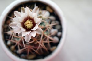 Gymnocalycium