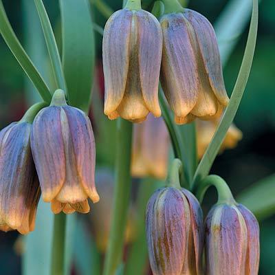 imperial crown: Fritillaria assyriaca