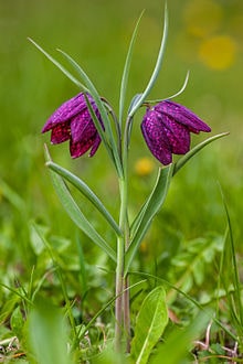 imperial crown:Fritillaria meleagris