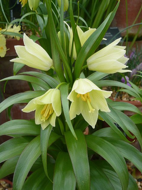 imperial crown:Fritillaria pallidiflora