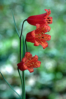 imperial crown:Fritillaria recurva