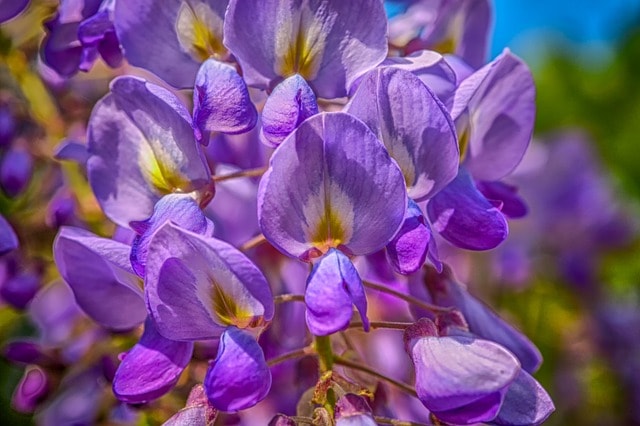 Japanese Wisteria, Wisteria floribunda, Fuji, Japanese wisteria