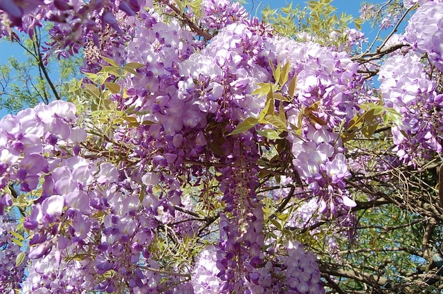 Japanese Wisteria, Wisteria floribunda, Fuji, Japanese wisteria