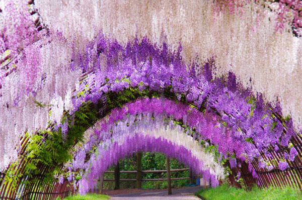 Wisteria Japonesa,Wisteria floribunda,Fuji,glicinia japonesa