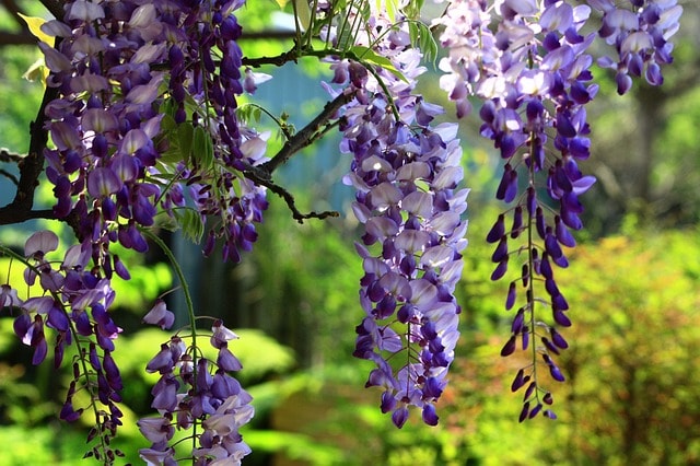 Japanese Wisteria, Wisteria floribunda, Fuji, Japanese wisteria