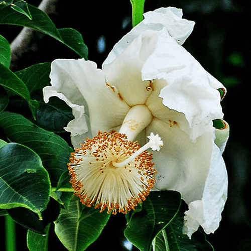 Night flowers: Baobab flower