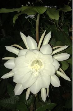 Flores nocturnas: La dama de la noche,Epiphyllum oxypetalum