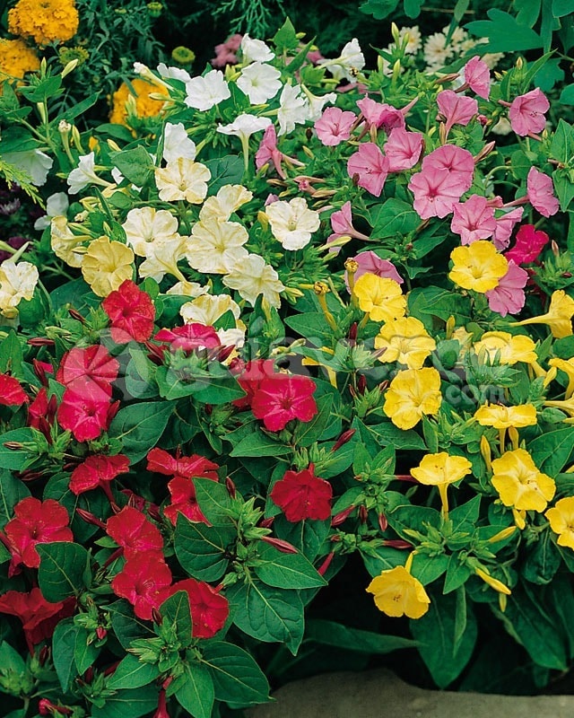 Night flowers: Mirabilis jalapa, Don Diego of the night