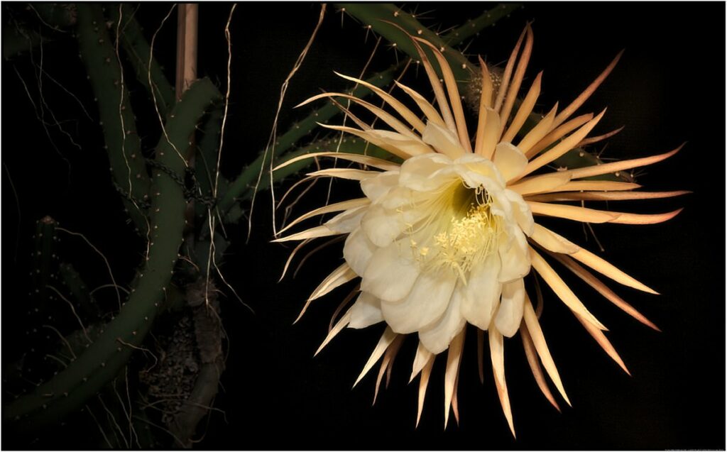 Night flowers: Selenicereus Grandiflorus