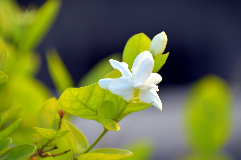 Night flowers: Sambac Jasmine, Arabian Jasmine