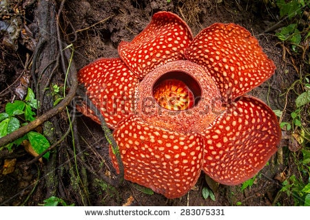 Rafflesia Arnoldi