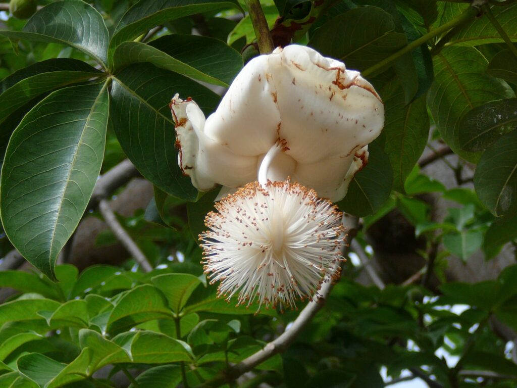 flor de baobab