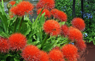 Scadoxus Multiflorus, Pincushion Flower, Fireball, Blood Lily, Blood Flower