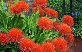 Scadoxus Multiflorus,Flor Alfiletero,Bola de Fuego,Lirio de sangre,Flor de sangre