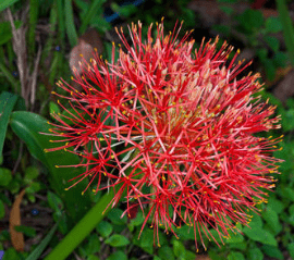 Scadoxus Multiflorus, Pincushion Flower, Fireball, Blood Lily, Blood Flower