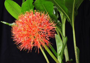 Scadoxus Multiflorus, Pincushion Flower, Fireball, Blood Lily, Blood Flower