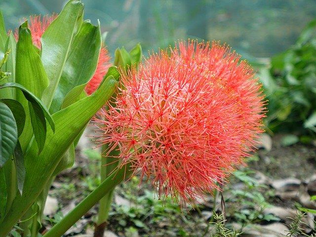 Scadoxus Multiflorus, Pincushion Flower, Fireball, Blood Lily, Blood Flower